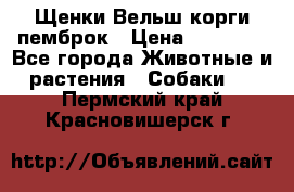 Щенки Вельш корги пемброк › Цена ­ 35 000 - Все города Животные и растения » Собаки   . Пермский край,Красновишерск г.